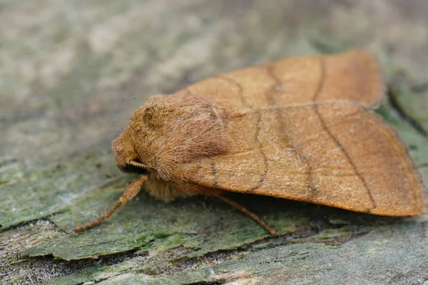 Closeup Shot Treble Lines Moth Surface Wood — Stock Photo, Image
