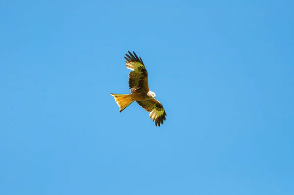 Whistling Kite Flying Sky — Stock Fotó