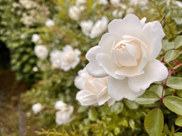 Eine Nahaufnahme Einer Weißen Rosenblüte Mit Grünen Blättern Auf Verschwommenem — Stockfoto