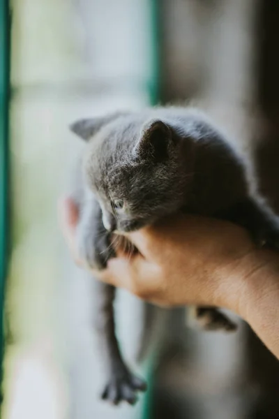 Küçük Sevimli Bir Kedi Yavrusu Tutan Birinin Dikey Görüntüsü — Stok fotoğraf