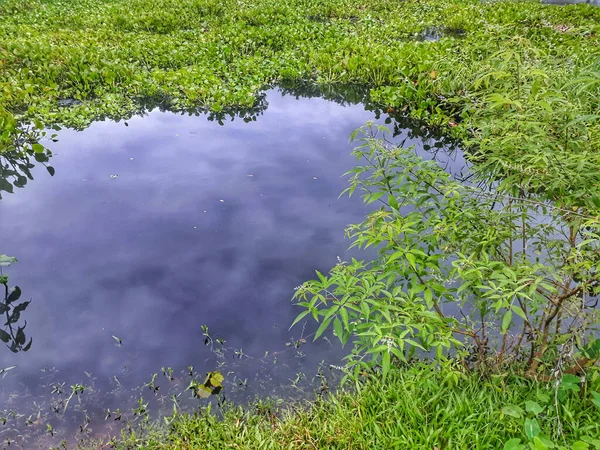 在一个被青草环绕的小池塘里 一个高角镜射出了天空的反光 — 图库照片