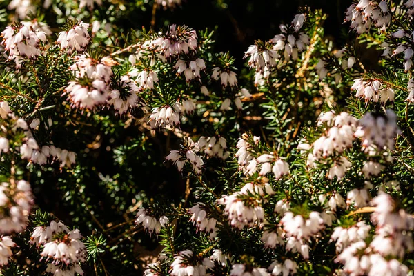 Zbliżenie Ujęcie Kwitnącego Zimowego Wrzosowiska Kwiaty Erica Carnea — Zdjęcie stockowe