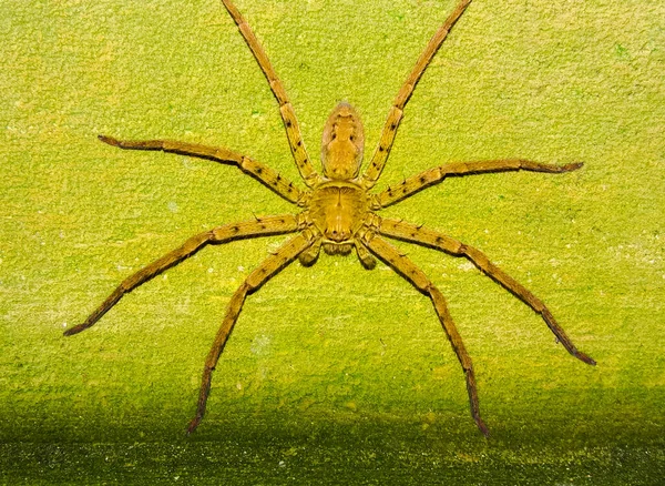 Makro Záběr Velkého Pavouka Zelené Stěně — Stock fotografie