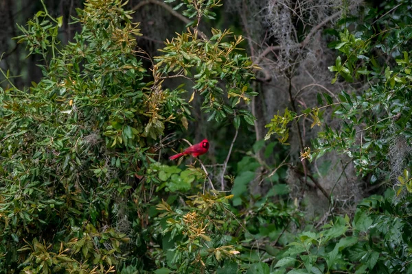 Pássaro Cardinal Vermelho Bonito Norte Ramo Uma Árvore Uma Floresta — Fotografia de Stock