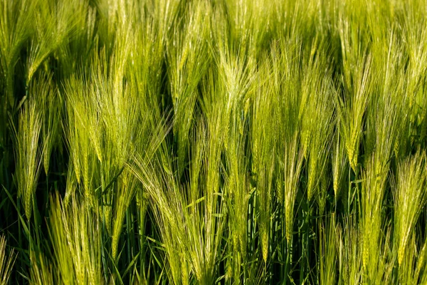 Closeup Shot Green Wheat Ears Field — Fotografia de Stock