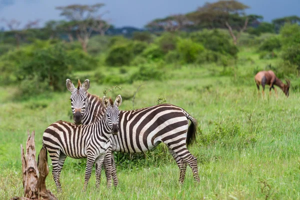 Malownicze Ujęcie Trzech Rezerwacie Gier Grumeti Serengeti Tanzania — Zdjęcie stockowe