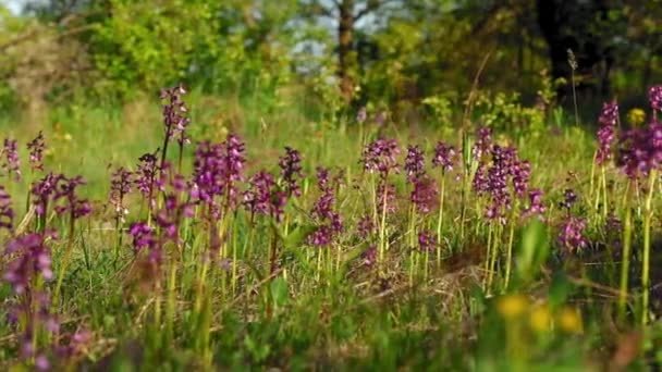 Gyönyörű Vadvirágok Nőnek Réten Tavaszi Napsütéses Napon — Stock videók