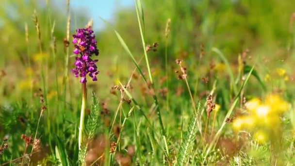 Schöne Wildblumen Die Sonnigen Frühlingstagen Auf Der Wiese Wachsen — Stockvideo