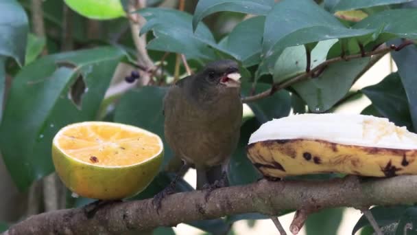 Zbliżenie Ujęcie Niebiesko Żółty Tanager Samica Ptaszek Banana Drzewie — Wideo stockowe