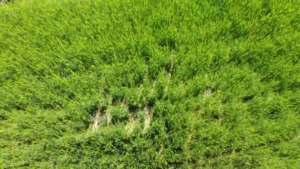 大規模な 緑の牧草地の空中ショット — ストック動画