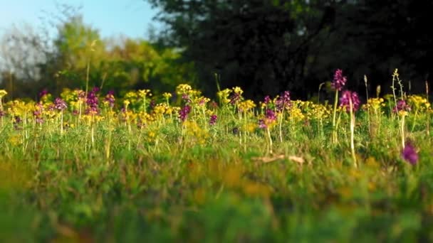 Mooie Wilde Bloemen Groeien Weide Het Voorjaar Zonnige Dag — Stockvideo
