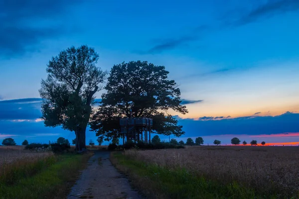 Ein Schmaler Pfad Einem Grasfeld Der Einem Schönen Bunten Abend — Stockfoto