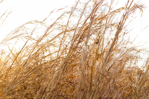 Beautiful View Dry Plants Harvest Field Sunset — Stock Fotó