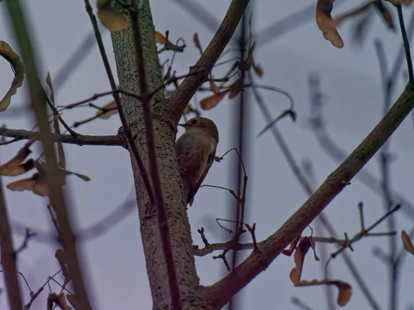 Selective Focus Shot Nightingale Perched Tree — Stock Photo, Image