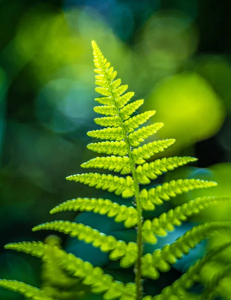 Ένα Κάθετο Πλάνο Του Φρέσκου Πράσινου Φύλλου Φτέρης Θολή Φόντο — Φωτογραφία Αρχείου