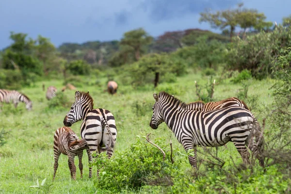 Pintoresco Disparo Tres Cebras Reserva Caza Grumeti Serengeti Tanzania —  Fotos de Stock