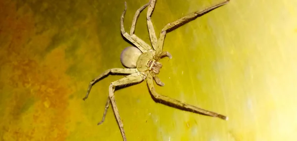 Una Macro Toma Una Gran Araña Una Pared Verde — Foto de Stock