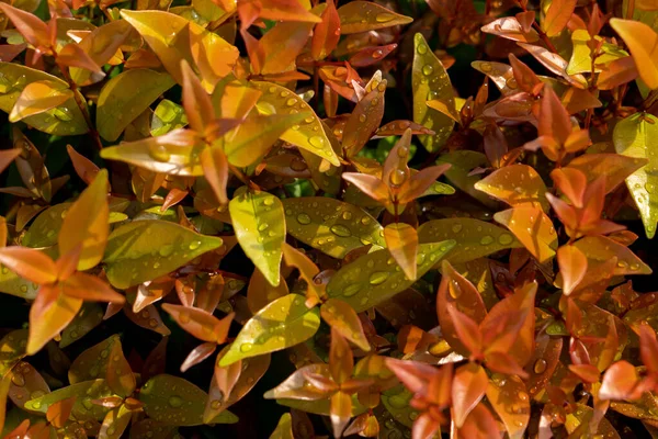 水滴のついた秋の葉のクローズアップ — ストック写真