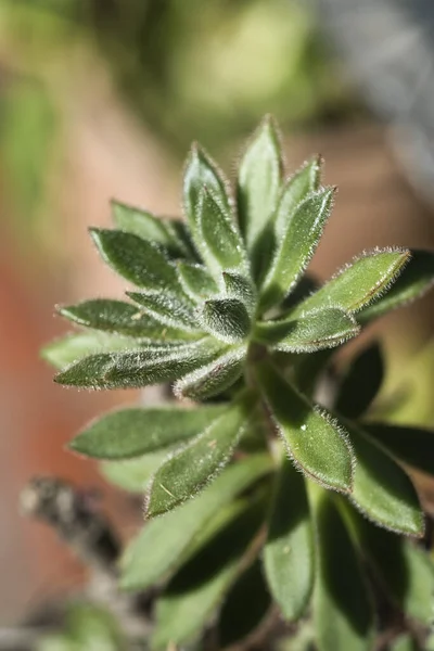 Eine Vertikale Makroaufnahme Der Echeveria Leucotricha Pflanze — Stockfoto