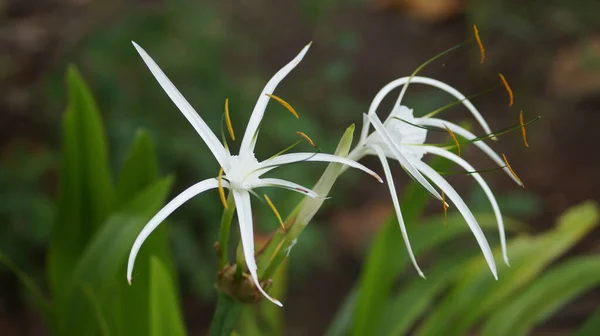 Tiro Seletivo Foco Dos Lírios Aranha Igualmente Sabidos Como Hymenocallis — Fotografia de Stock