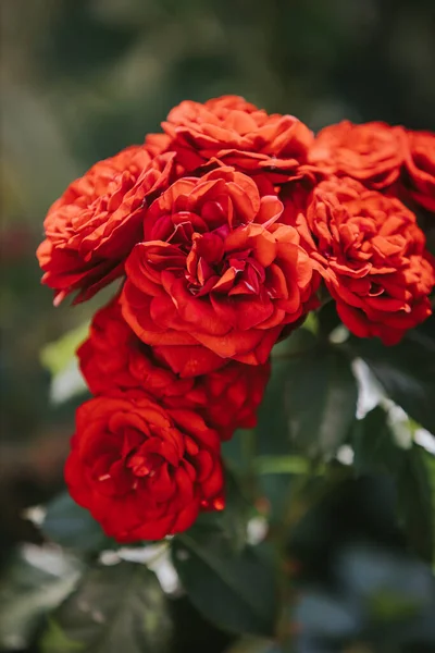 Vertical Shot Gorgeous Red Garden Roses — Fotografia de Stock