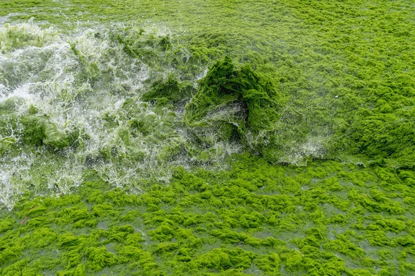 Algas Oceânicas Qingdao China Durante Uma Tempestade — Fotografia de Stock