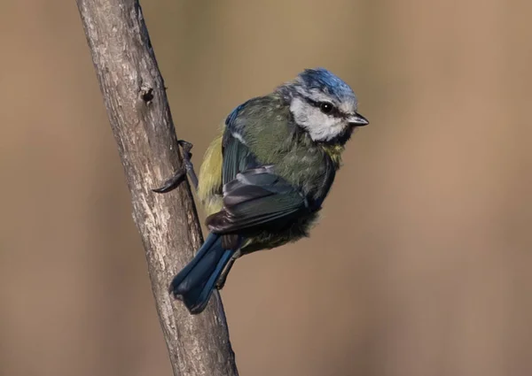 Selective Focus Shot Eurasian Blue Tit Bird Perched Branch — 图库照片
