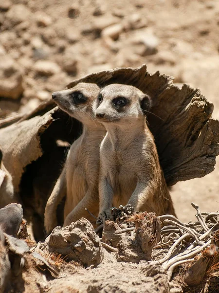 Closeup Shot Two Meerkats Suricata Standing Looking — Photo