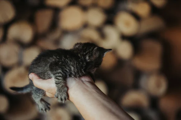 Närbild Bild Person Som Håller Söt Liten Kattunge — Stockfoto