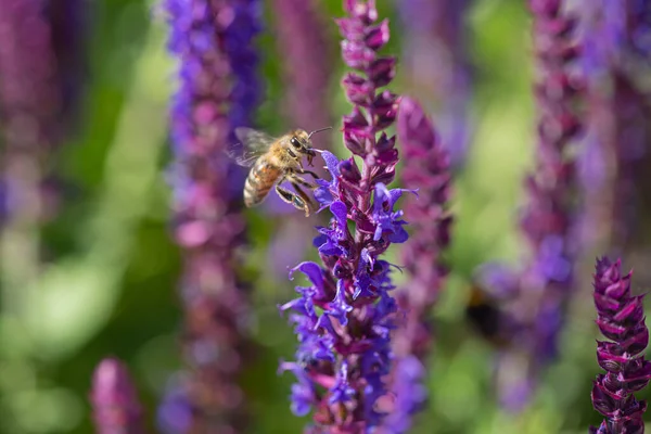 Een Selectieve Focus Shot Van Een Honingbij Oogsten Blauwe Paarse — Stockfoto