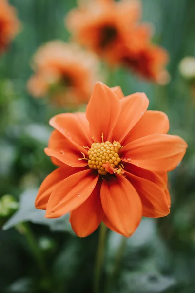 Egy Közeli Kép Narancssárga Zinnia Angustifolia — Stock Fotó