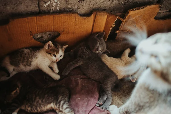 Egy Közeli Felvétel Alvó Rövid Hajú Macskákról Dobozban — Stock Fotó