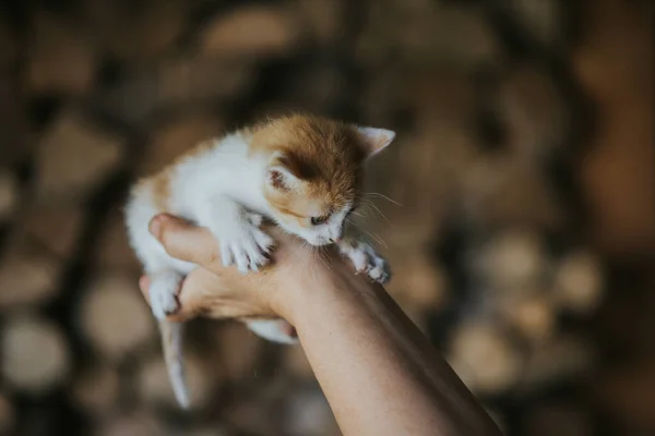 一个人抱着一只可爱的小猫的特写镜头 — 图库照片