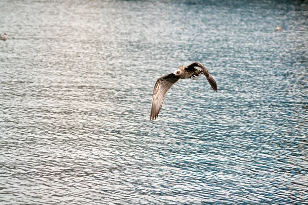 Suyun Üzerinde Uçan Bir Martının Yakın Plan Çekimi — Stok fotoğraf
