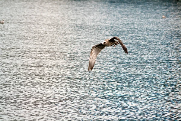 Gros Plan Une Mouette Volante Dessus Eau — Photo