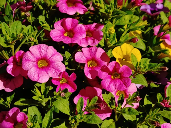 太陽の下で美しいピンクのカリブラコアの花 — ストック写真