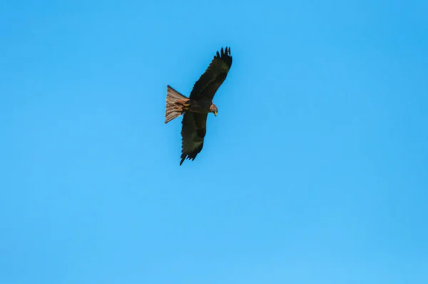 Tiro Ângulo Baixo Falcão Caçando Dia Ensolarado Céu Azul Sem — Fotografia de Stock