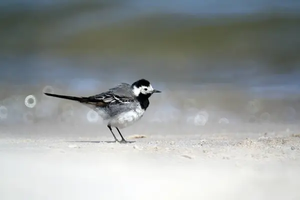 Primo Piano Uccello Dalla Coda Carota Bianca Una Spiaggia — Foto Stock