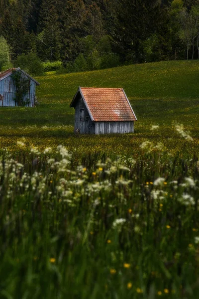 Plan Vertical Une Maison Bois Abandonnée Dans Pré Verdoyant — Photo