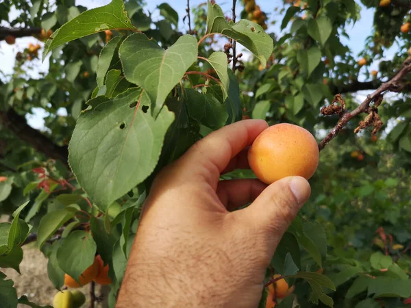 Die Hand Eines Mannes Erntet Frische Aprikosen Bei Tageslicht — Stockfoto