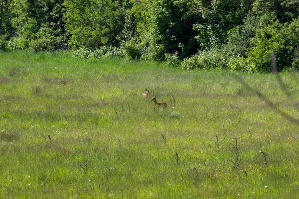 Cervi Nel Paesaggio Estivo Con Campo Erba — Foto Stock