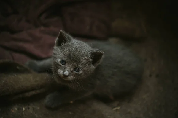 Primer Plano Lindo Gatito Gris — Foto de Stock