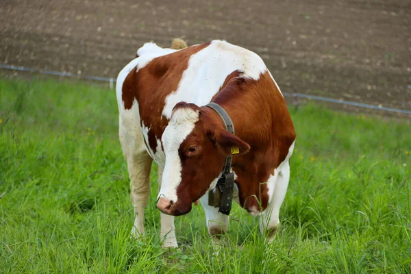 Una Vaca Blanca Marrón Con Una Campana Pie Sobre Hierba —  Fotos de Stock