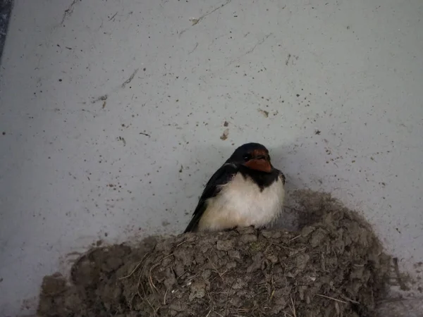 Closeup Swallow Bird Perched Surface — Stock Fotó