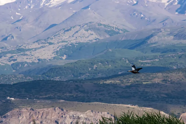 Eine Schöne Aufnahme Der Fliegenden Rostigen Ente Mit Bergkulisse — Stockfoto