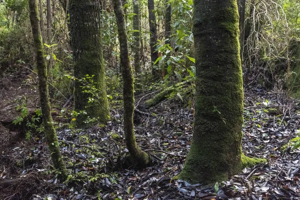Ліс Моховинними Зеленими Деревами — стокове фото