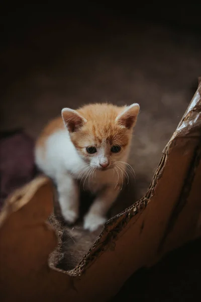 Eine Vertikale Aufnahme Eines Süßen Kleinen Ingwer Kätzchens — Stockfoto