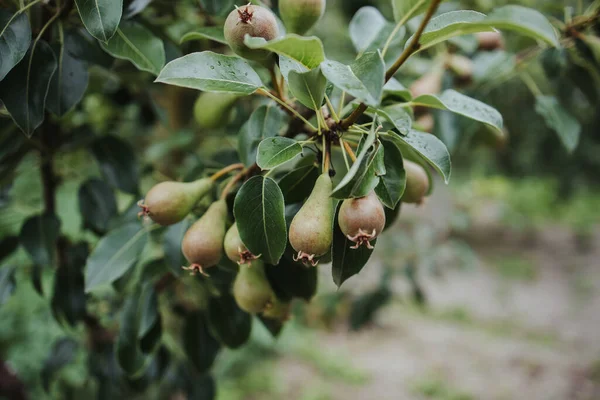 Närbild Skott Små Frukter Som Växer Konferens Päron Träd Trädgård — Stockfoto