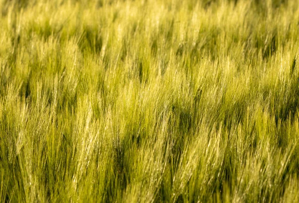 Primer Plano Espigas Trigo Fresco Campo — Foto de Stock