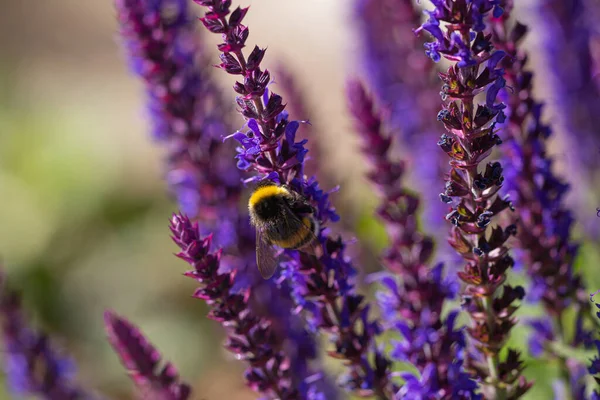 Plan Sélectif Une Récolte Bourdons Sur Des Fleurs Sauge Bleues — Photo